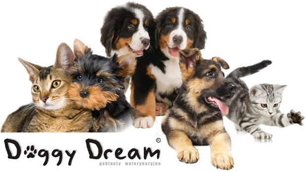 Parę słów o naszej firmie Doggy Dream